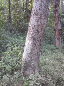 Tiger Claw Marks on a Tree in Kanha National Park in India