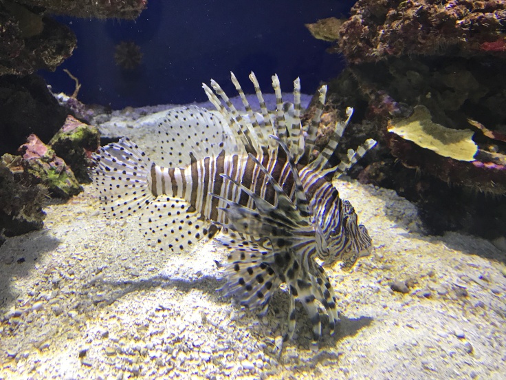 The Monterey Bay Aquarium is Home to Loads of Flashy Fish Like this Lion Fish