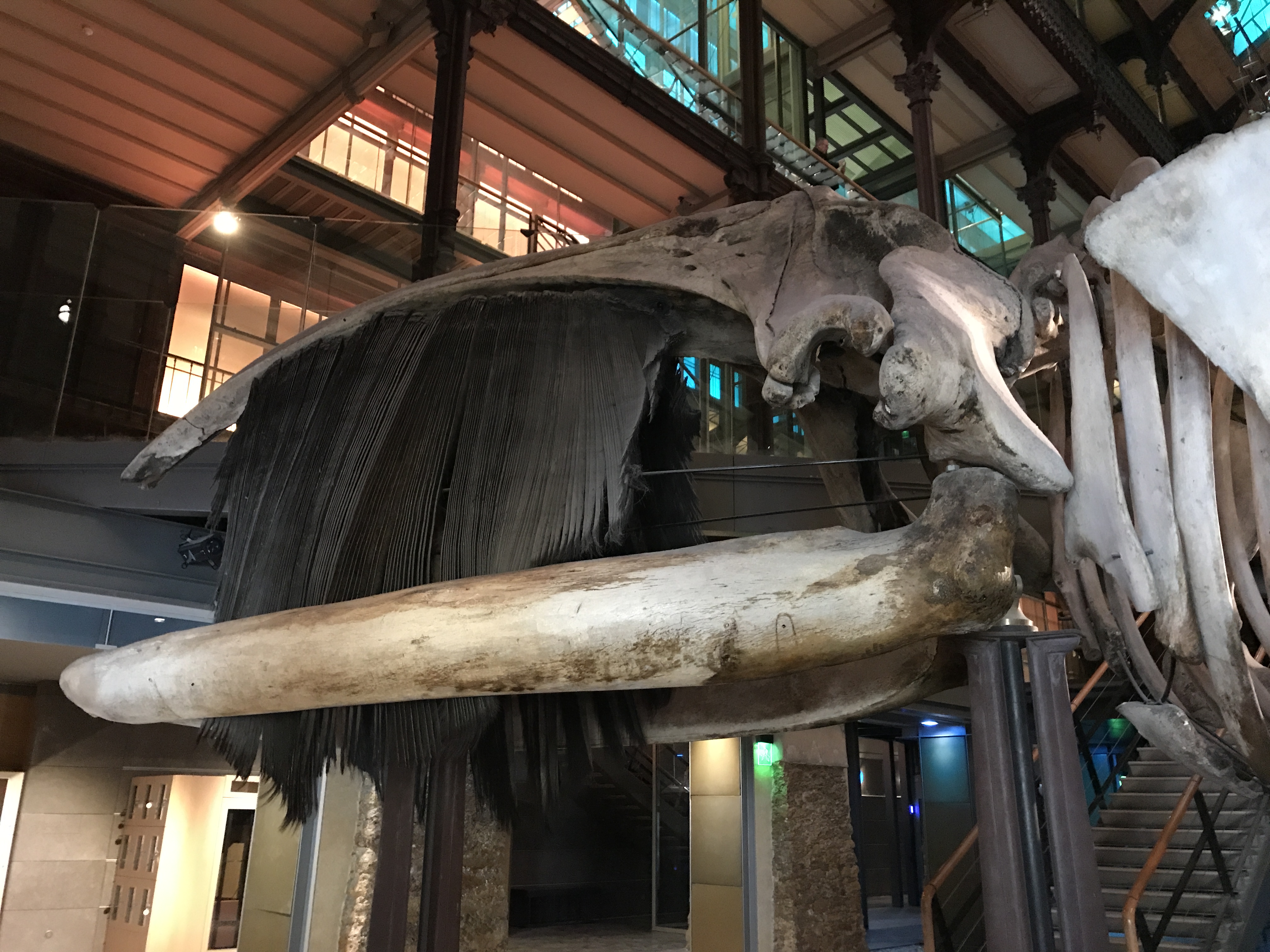Gentle Giants - Baleen Whales Are Just One of the Massive Creatures that Are on Exhibit at the Grande Galerie de L'Évolution in Paris, France
