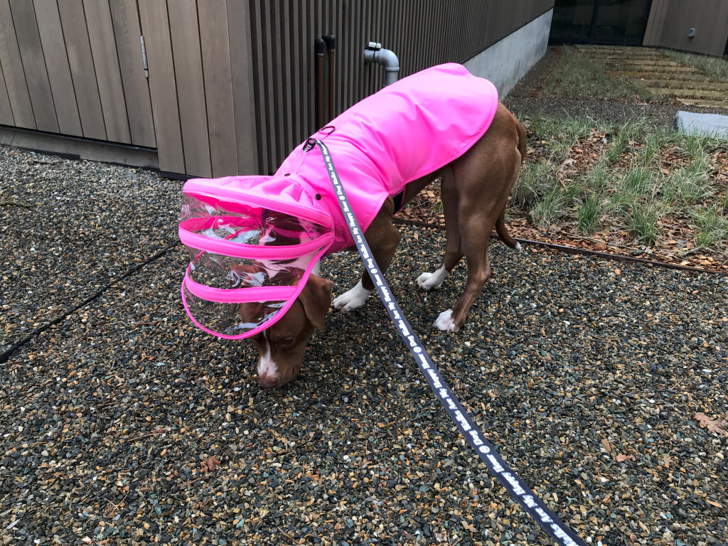 A large big red American Staffordshire staffie staffy dog who is scared of the rain wearing her silly pink rain jacket from Pushi Pushi. Our puppy also is wearing a black leash from Puppies Make Me Happy. She's sniffing outside to do her business during a storm. Photo Courtesy of FoodWaterShoes